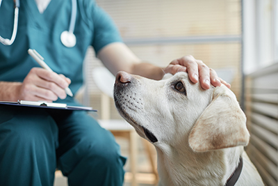 A veterinarian or technician in teal scrubs gently petting a yellow Labrador Retriever while taking notes on a clipboard.